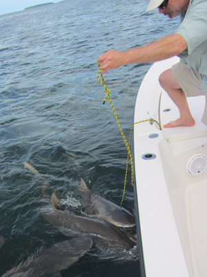 Key West Shark Fishing Charter & Shark Fishing Tours/Trips Florida