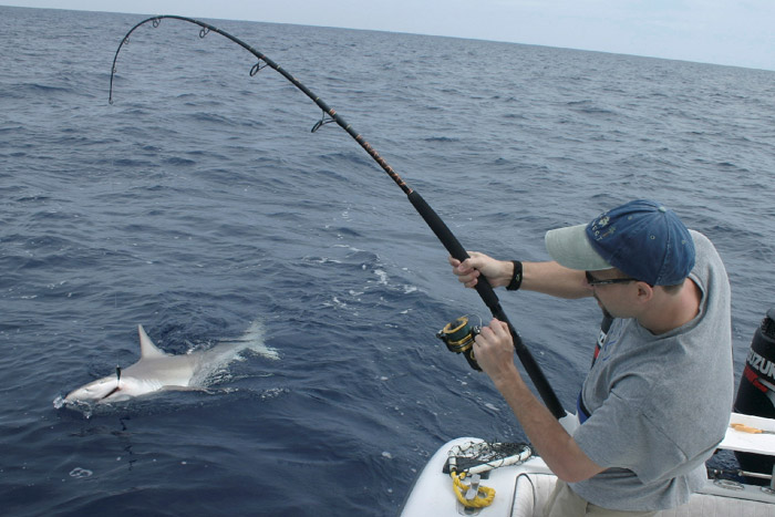 Key West Shark Fishing Charter & Shark Fishing Tours/Trips Florida